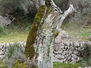 IMG_4566 (Medium)